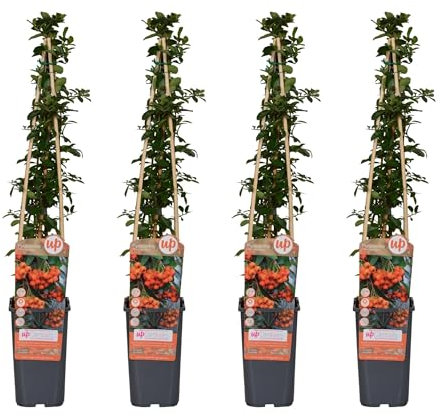 Feuerdorn - Pyracantha 'Orange Glow' - ↨65cm - Ø15cm - 4 Stück