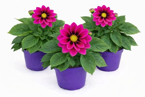 POWERS TO FLOWERS - DALIA A FIORE FUCSIA CON OCCHIO, 3 PIANTE, VASO 12 CM DIAMETRO, piante vere
