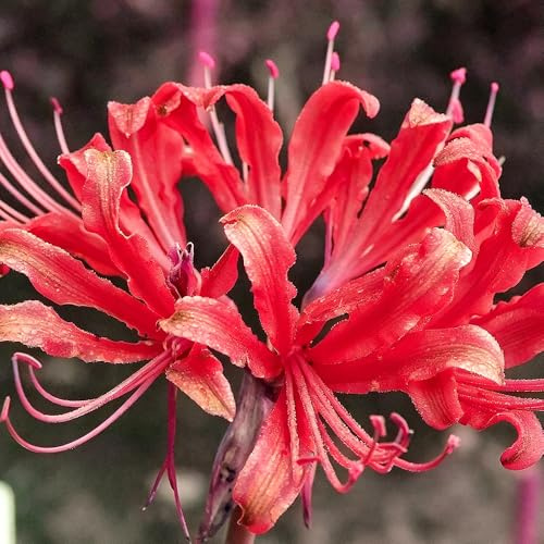 giglio ragno - Lycoris Radiata ufficio balcone di giardino 9bulbi