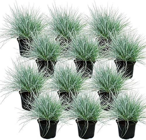 Blue fescue grass - Festuca glauca - 9cm pot 12 Pflanzen
