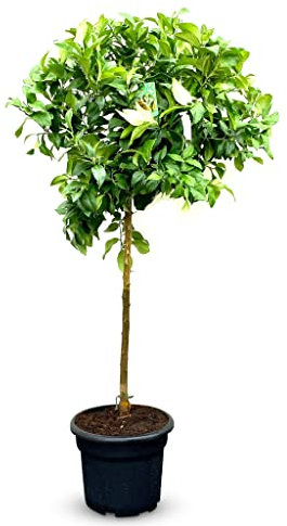 Sunny Tree - Citronnier - Citrus Lemon - Hauteur 150 cm - Arbre fruitier - Citrus Tree - A+