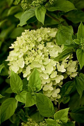Hydrangea paniculata 'Little Lime' 40-60 cm – Winterhart, Mehrjährig, Pflegeleicht – Rispenhortensie – Zierstrauch für Garten & Kübel