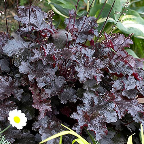 Heuchera Black Beauty Alum Root Perennial Potted Colourful Groundcover Plant (10-30cm Incl. Pot)