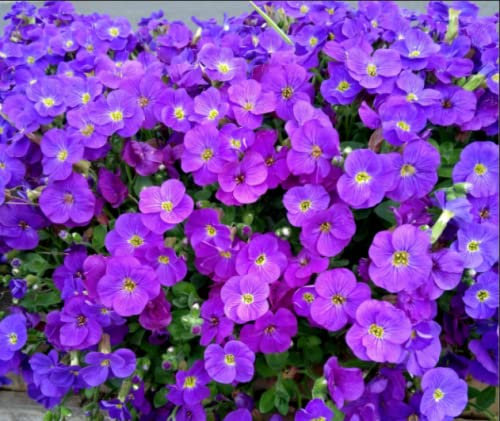 Aubretia- Purple/Blue Flowers- Herbaceous Perennial - in 13cm Pots.