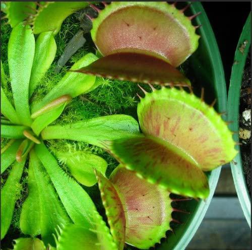 Venus Fly Trap Indoor House Plant-Carnivorous Fly Catcher 3 x