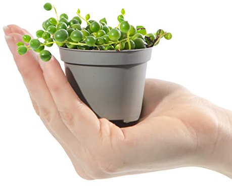 Baby String of Beads Plant - Senecio Herreianus | Small Potted Houseplant | Gift for Indoor Home Office Kitchen Living Room