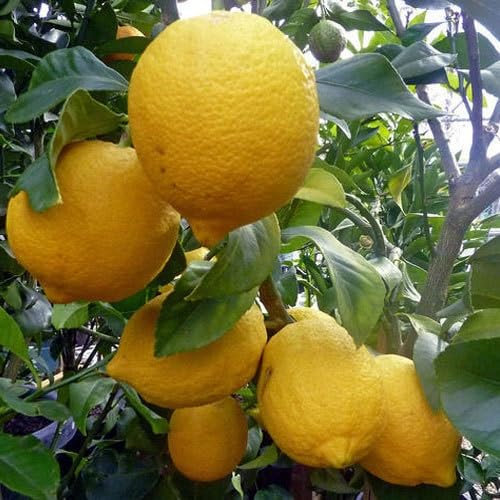 100 graines de citronnier Ponderosa