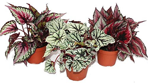Mélange Feuille Bégonia Botanica - 3 plantes - pot de 12cm