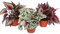 Exotenherz - Blattbegonien-Mix Botanica - 3 Pflanzen - 12cm Topf
