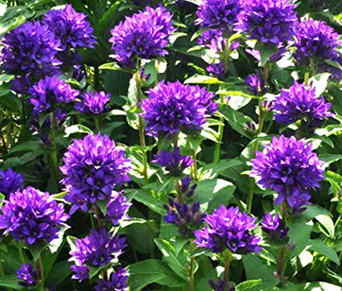 Portal Cool Bellflower Superba Campanula glomerata - 20 semi