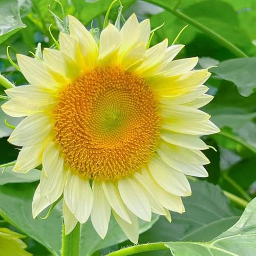 semillas de girasol balcón comprar semillas girasol perennes resistentes decoración decoración de balcones prados camas 10pcs
