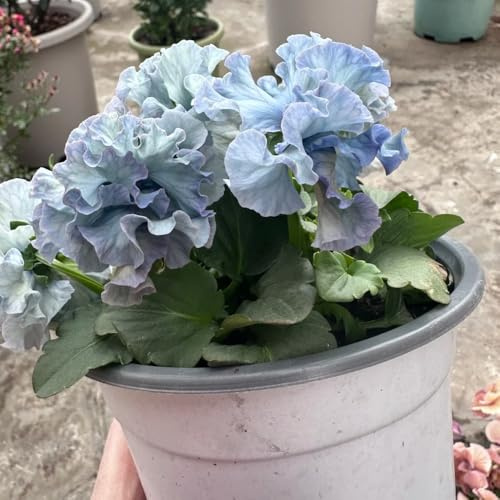 semi di viola del pensiero resistenti in vaso giardino per l'arredamento dell'ufficio decorazioni esterni 750pcs