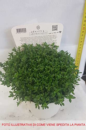 1 PIANTA SANTOREGGIA IN VASO 14CM aromatica orto giardino vaso