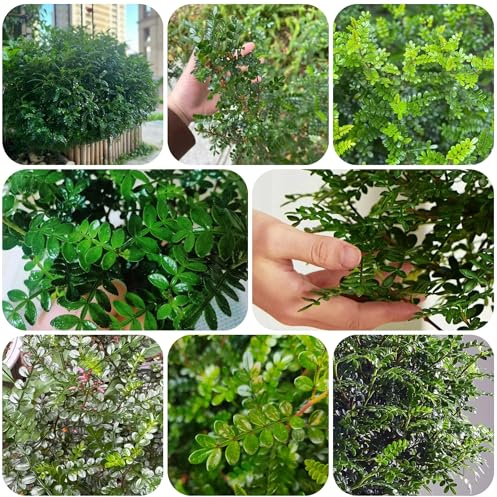 Semillas de Zanthoxylum piperitum, semillas de madera de pimienta semillas de hierbas Arbustos de hoja perenne plantas en macetas, árbol ornamental de jardín exterior florero 200pcs
