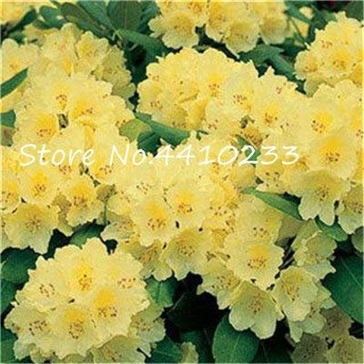 Seeds. 50 PC Rare Colorful Rhododendron Vase plants like Geranium Lilies Semillas de Flores illuminates your personal garden: C: Only Seeds