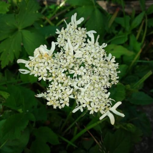 Semi di levistico, Semi di perenni mini orto di al coperto del giardino 300pcs