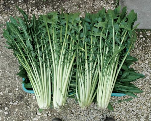 Semi di Cicoria Catalogna Frastagliata NO OGM, Cichorium Intybus per Orto, Verdure da Coltivare 300 semi