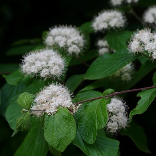 bola de nieve, culinarias raras, decorativas de bolas nieve resistentes en otoño rocalla, silvestres arbustos 160semillas
