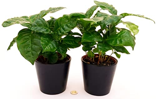 POWERS TO FLOWERS - PIANTA DEL CAFFE, COFFEA ARABICA, 2 PIANTE, vaso 13cm, piante vere