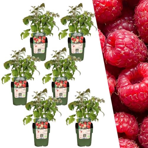 Plants by Frank | 6 Himbeeren Pflanzen | 100% Bio Obstpflanzen | Himbeeren | Gartenpflanzen | Winterharte Pflanzen Garten | Gartenpflanzen Winterhart