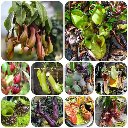 nepenthes - carnivora da appartamento che purificano l'aria Carnivoro da giardino resistente tappezzante perenne e resistente ufficio sempreverdi 350semi