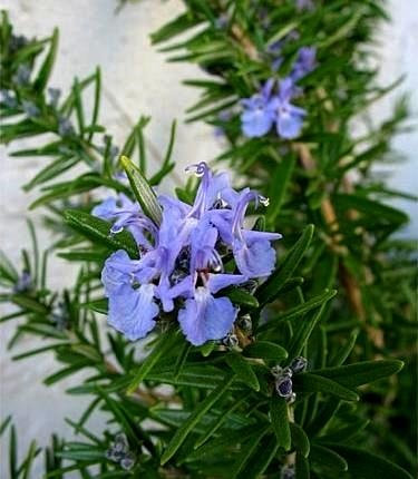 Semi di rosmarino - Rosmarinus officinalis