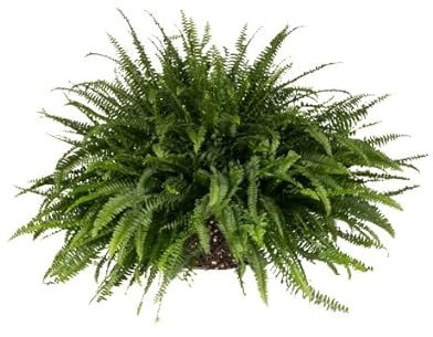 Helecho | DECOALIVE | Helecho Espada | Nephrolepis | Planta de Interior | Planta Natural