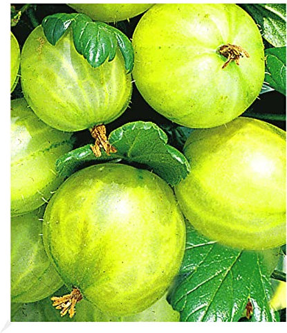 BALDUR Garten Stachelbeer-Stamm 'Gelbe Invicta®', 1 Stamm gelbe Stachelbeeren, winterhart, mehrjährig, Ribes uva crispa, resistent gegen Mehltau, reiche Ernte an essbaren Früchten