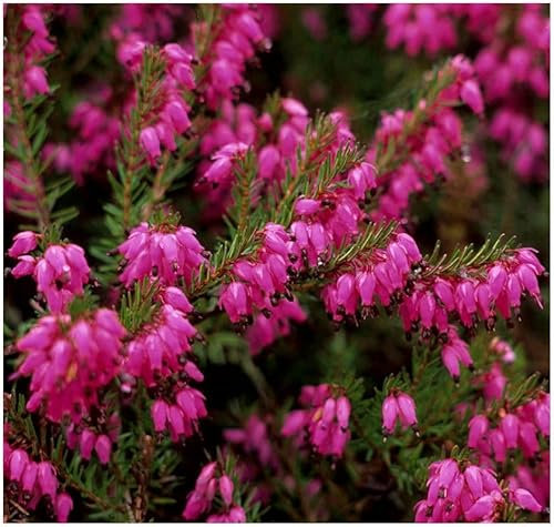 GrowOn Shrubs Heather Erica Carnea 'Porters Red' | Evergreen Shrub | Outdoor Garden Ready Plant | Winter to Spring Flowering | Magenta Flowers