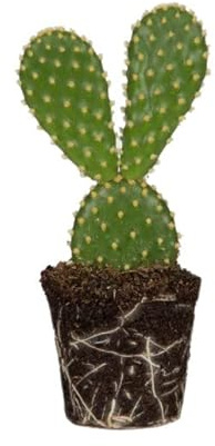 DECOALIVE Cactus Nopal Opuntia Microdasys Cactus de Exterior e Interior, 8435712003902