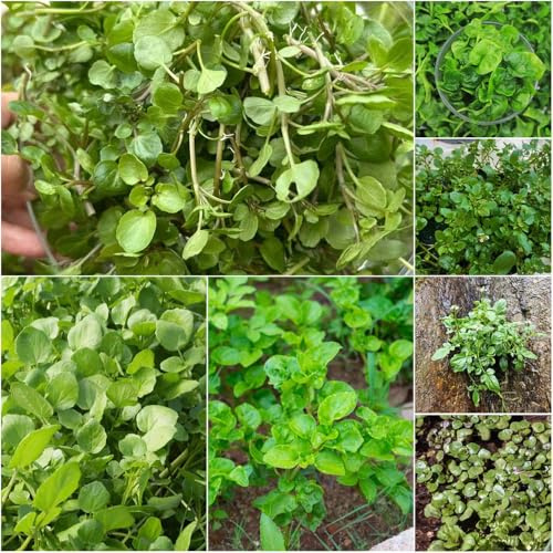 Comprar berros - semillas camas elevadas para jardín semillas en perennes interior berro interior - Serie Raras 500pcs