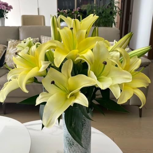 Semillas de Begonias,Decoración moderna de salón,decorativas 250pcs