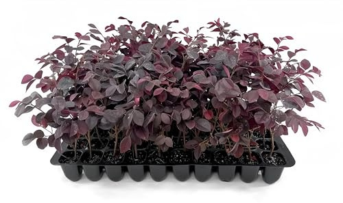 Loropetalum Carolina Midnight | 10 Live Plants | Loropetalum Chinense | Purple Foliage Shrub | Ornamental Landscape Bush | Fast Growing Plants