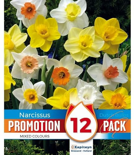 Verdecora Bulbo flor Narciso Mix natural | Bulbo de Otoño | 12 unidades (PORTES INCLUIDOS)
