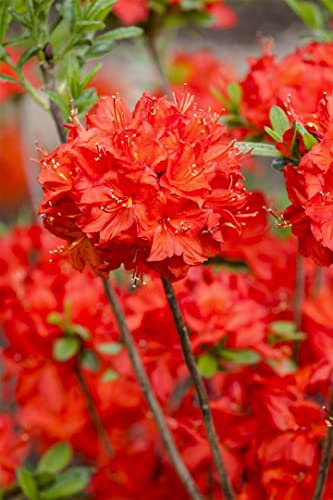 Rhododendron luteum 'Nabucco' 50-60 cm - Rhododendron, leuchtend rote Blüten, Blütezeit Mai-Juni, ideal für Halbschatten, winterhart und pflegeleicht