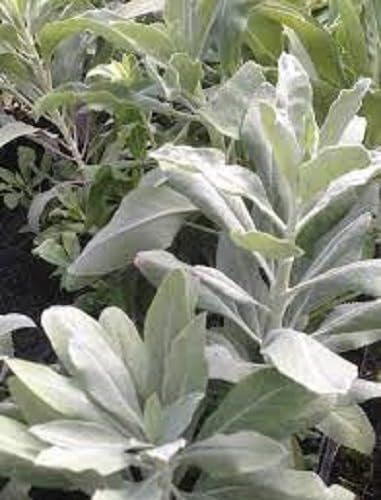 Nouveau frais 100pcs graines de plantes de sauge blanche