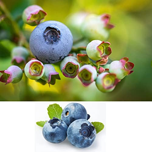 Blueberry Bush 'Sunshine Blue' Plant in 9cm Pots - Reliable and Heavy Cropping - Vaccinium Plants (Regular Packaging)