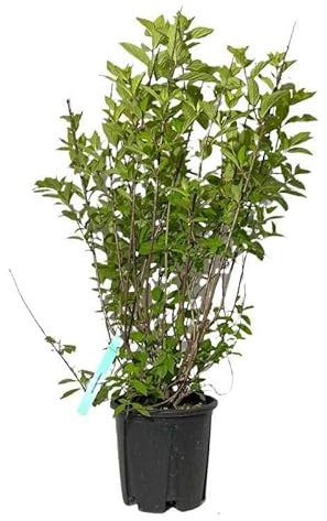 Hydrangea Paniculata Limelight. Garden Talamonti.