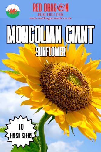 Mongolian Giant Sunflower Seeds - 10 Fresh Giant Mongolian Sunflower Seeds
