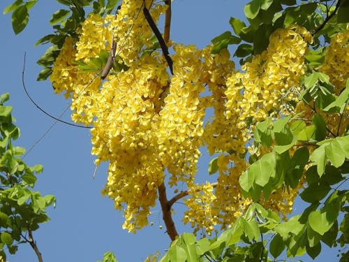 15 graines d'Arbre de Douche Dorée (Cassia Fistula)