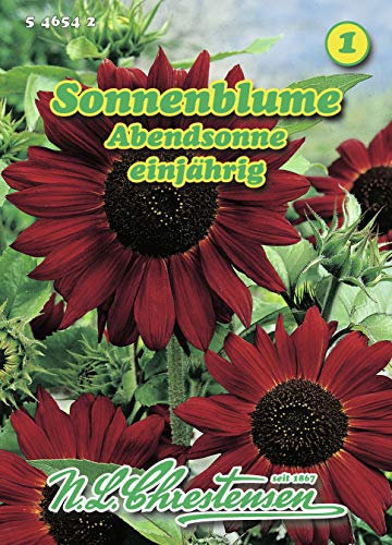 Helianthus, Sonnenblume, Abendsonne rot N.L.Chrestensen Samen 546542-B