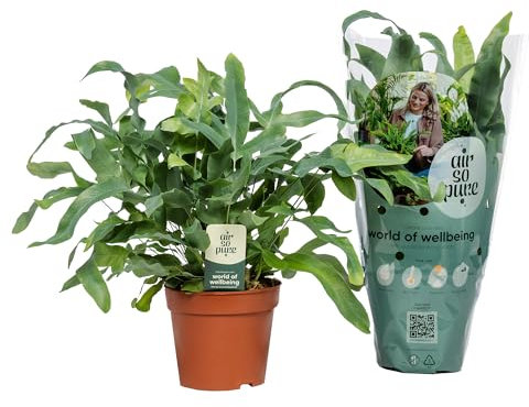 Helecho Plateado Natural Planta de Interior con Hojas de Textura Coriácea