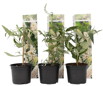 Plant in a Box - Buddleja davidii 'Profusion blanche' - Set de 3 - Arbuste à papillons vivace pour le jardin - Pot 9cm - Hauteur 25-40cm