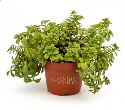 Vandas Sedum Spurium – Pianta Grassa Tappezzante Perenne | Vaso Diametro 13 cm, Altezza 23 cm | Foglie Verdi Bronzo e Fiori Rosa Estivi | Resistente al Freddo | Made in Italy