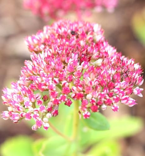 5 unidades de plantas perennes grandes gallinas grasas sedum otoño alegría telephium 9 x 9 cm maceta resistente