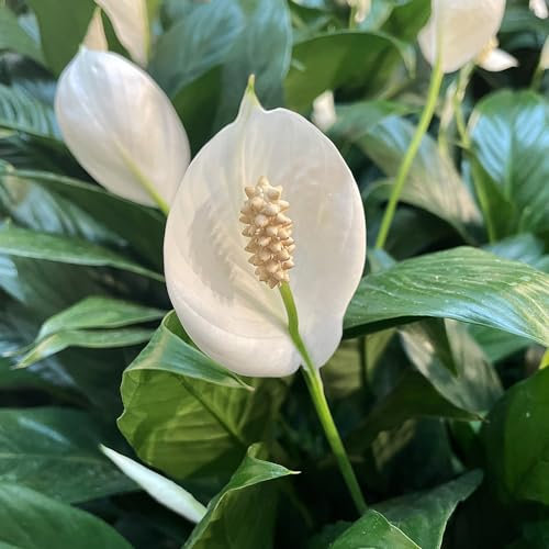 200 pcs einblatt zimmerpflanze samen, blumen für balkon, bio saatgut einblatt spathiphyllum blumensamen, garten gartensamen, kübelpflanzen winterhart pflanzen samen indoor, pflanzen