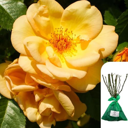 1 x Rosa Maigold, Bare Root Yellow Climbing Rose, Fragrant Golden Blooms, Beautiful English Rose for British Gardens- When Only The Best Will Do - Top Grade “A” Roses