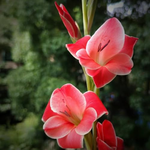 gladioli resistenti da giardino e da balcone di gladiolo decorazioni giardino per esterni Coltivare sul balcone selvatici decorazione soggiorno rari 7bulbi