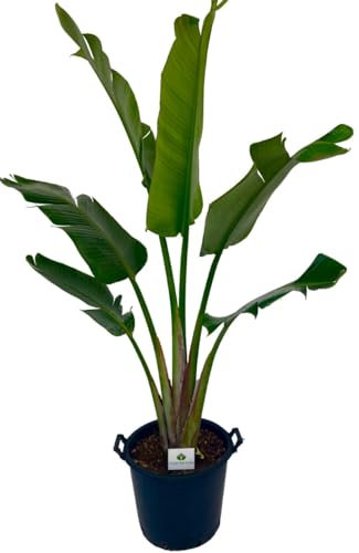 Strelitzia Augusta Pianta ornamentale da esterno prodotta da Vivai del Sole vaso diametro cm 45
