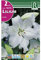 BULBO LILIUM - AZUCENA - LIRIO NAVONA - 2 UD.…